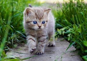 娱乐吃瓜酱牛奶猫,揭秘牛奶猫的神秘魅力 第3张 娱乐吃瓜酱牛奶猫,揭秘牛奶猫的神秘魅力 第3张